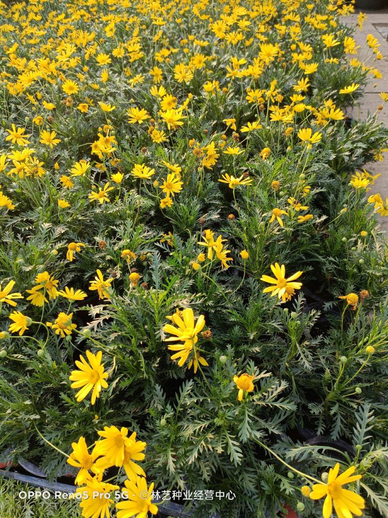 精品黄金菊盆栽花苗阳台观花绿化植物多年生四季开花
