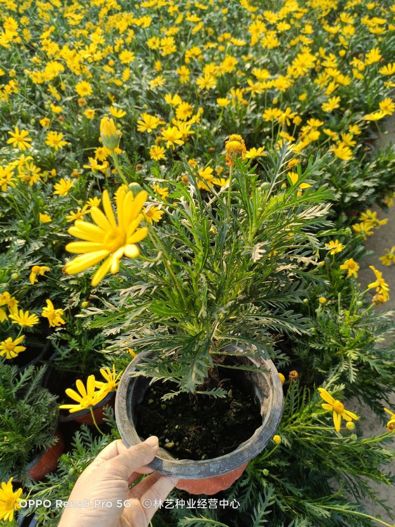 精品黄金菊盆栽花苗阳台观花绿化植物多年生四季开花