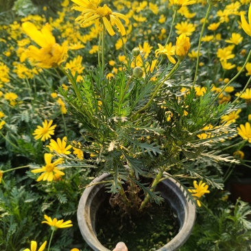 精品黄金菊盆栽花苗阳台观花绿化植物多年生四季开花