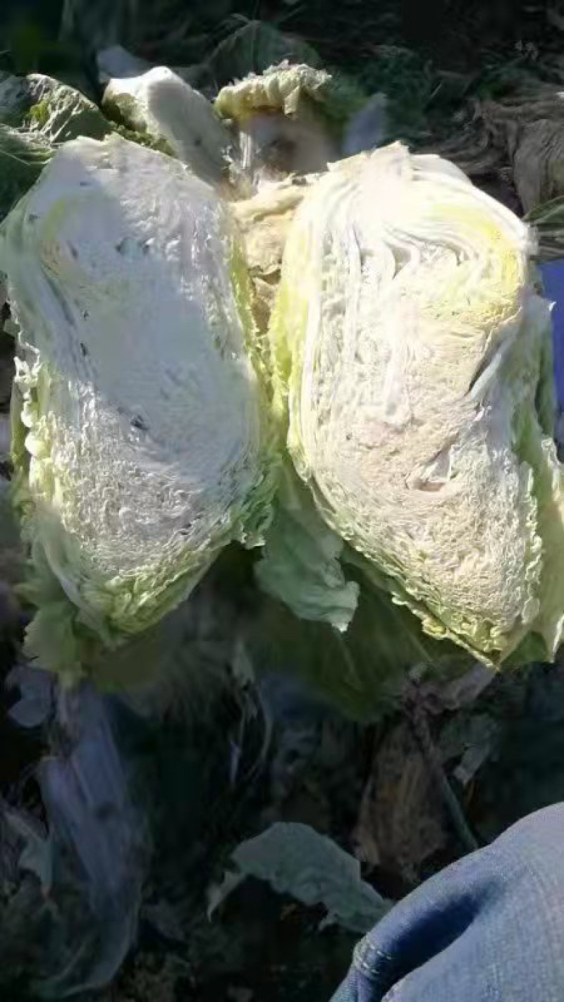 欢迎各位老板选购来自黄土高原的黄心大白菜