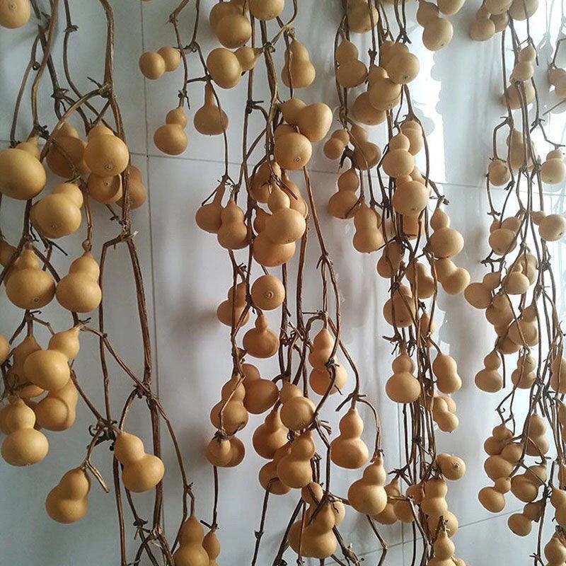手捻葫芦种籽小葫芦种子迷你手捻瓢文玩葫芦种子葫芦苗秧种子