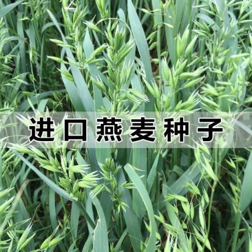 新品种燕麦种子高产养殖牧草耐寒种籽进口高产绿肥牧草种子