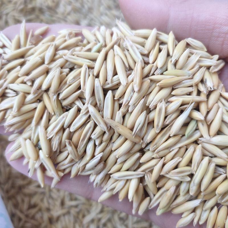 新品种燕麦种子高产养殖牧草耐寒种籽进口高产绿肥牧草种子