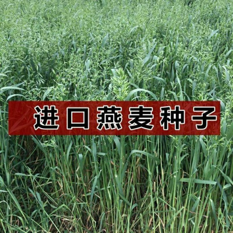 新品种燕麦种子高产养殖牧草耐寒种籽进口高产绿肥牧草种子