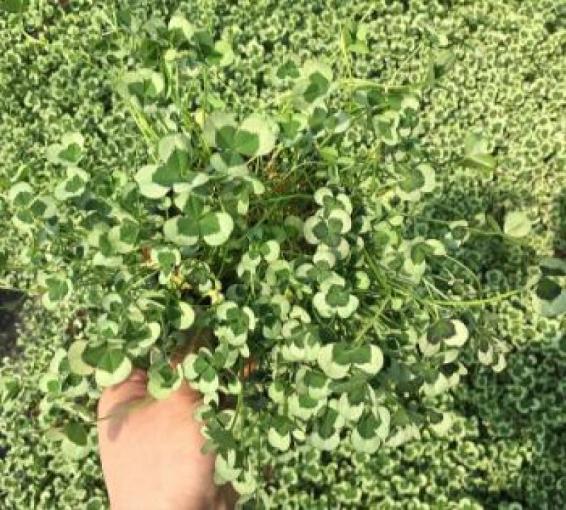 三叶草盆栽幸运草四季常青植物耐热好养熔岩酢浆草盆栽阳台