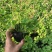三叶草盆栽幸运草四季常青植物耐热好养熔岩酢浆草盆栽阳台