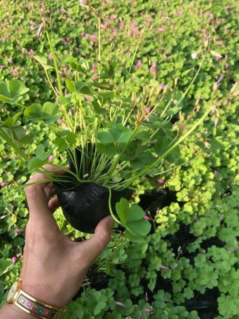 三叶草盆栽幸运草四季常青植物耐热好养熔岩酢浆草盆栽阳台