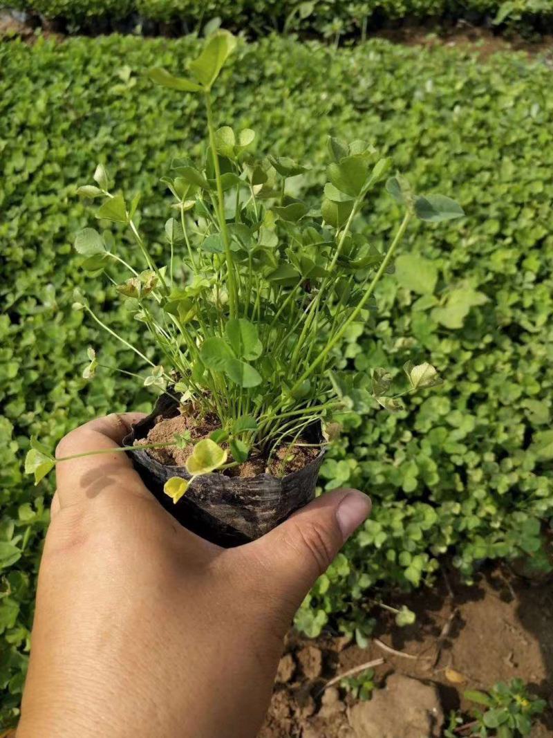 三叶草盆栽幸运草四季常青植物耐热好养熔岩酢浆草盆栽阳台