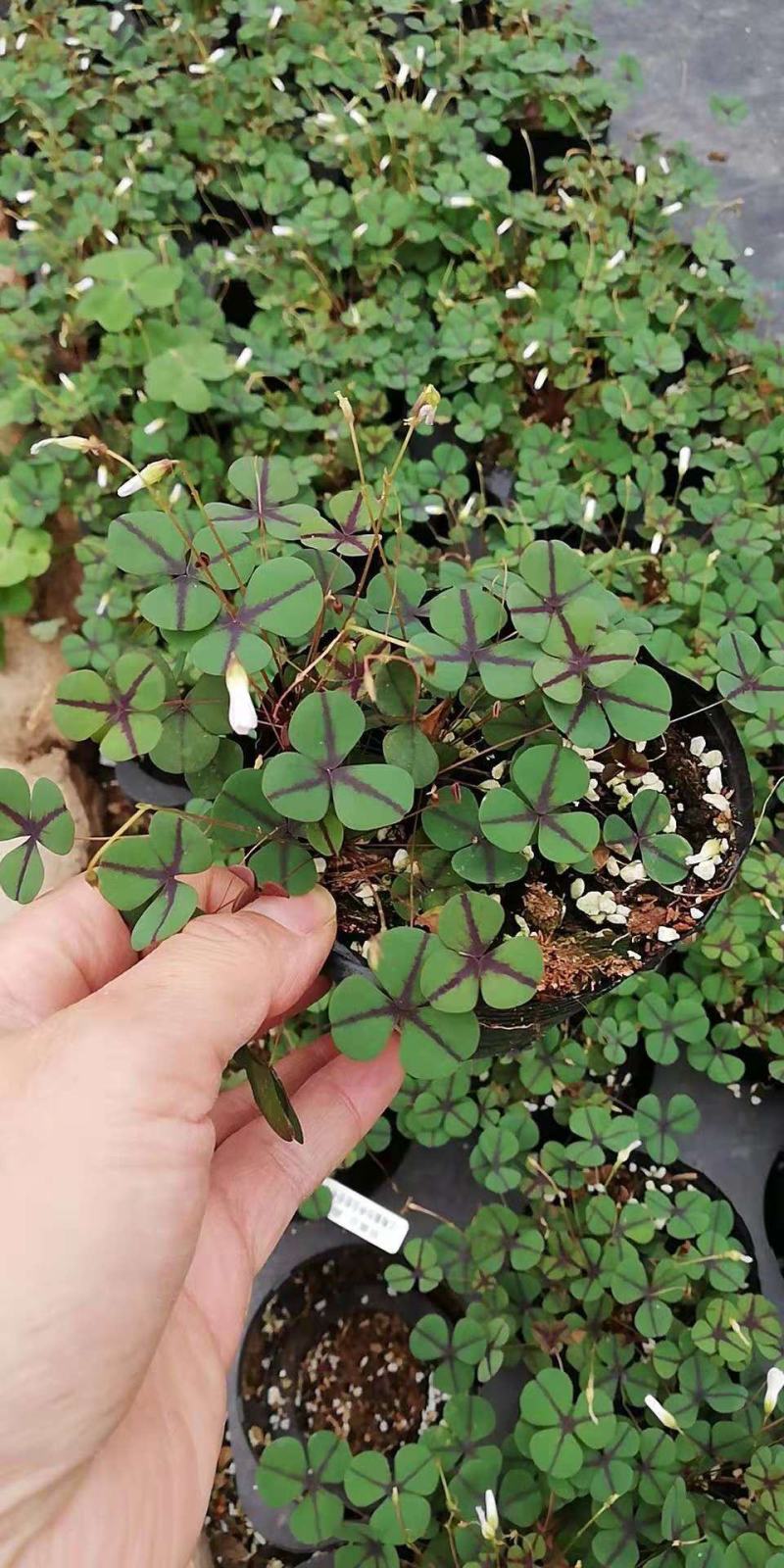 三叶草盆栽幸运草四季常青植物耐热好养熔岩酢浆草盆栽阳台