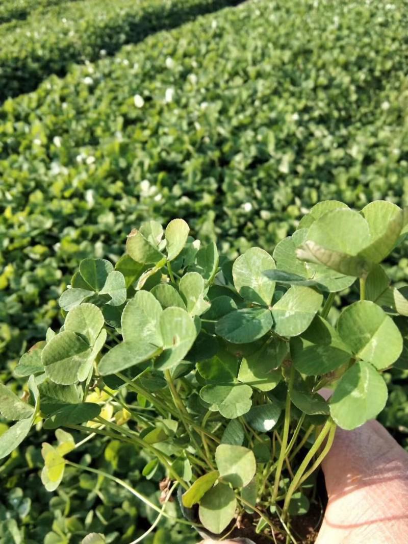 三叶草盆栽幸运草四季常青植物耐热好养熔岩酢浆草盆栽阳台