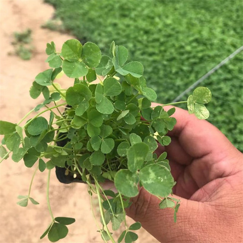 三叶草盆栽幸运草四季常青植物耐热好养熔岩酢浆草盆栽阳台