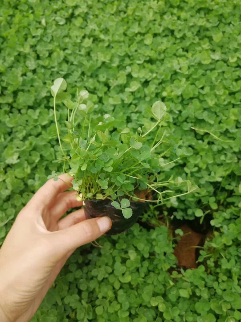 三叶草盆栽幸运草四季常青植物耐热好养熔岩酢浆草盆栽阳台