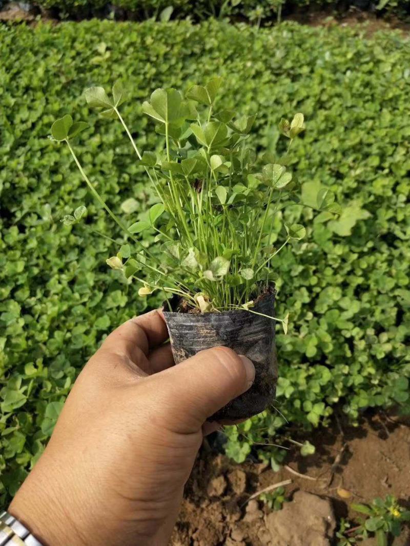 三叶草盆栽幸运草四季常青植物耐热好养熔岩酢浆草盆栽阳台