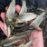 【花背鲤鱼苗】花背鲤鱼苗、一手货源.自产自销、买家保障