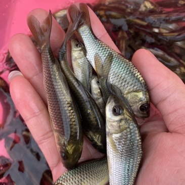 【花背鲤鱼苗】花背鲤鱼苗、一手货源.自产自销、买家保障