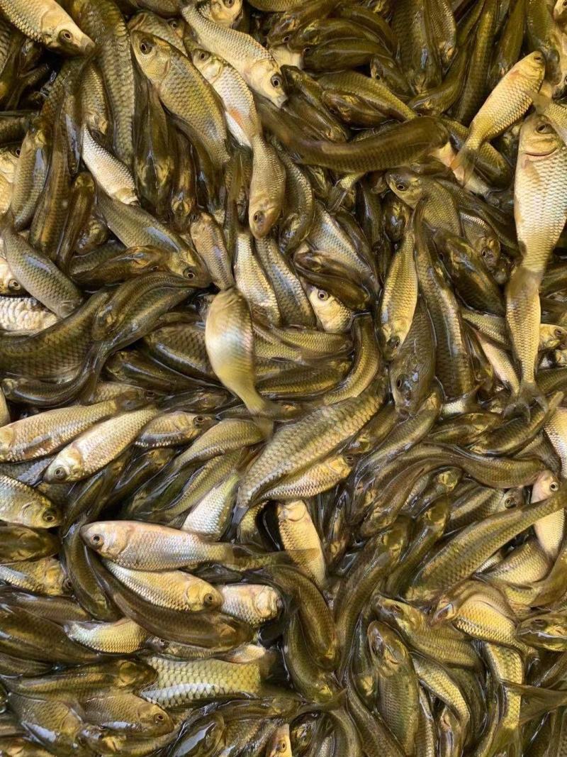 【花背鲤鱼苗】花背鲤鱼苗、一手货源.自产自销、买家保障
