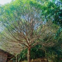 樟树，规格20--34公分，一共有45颗，中等树形。