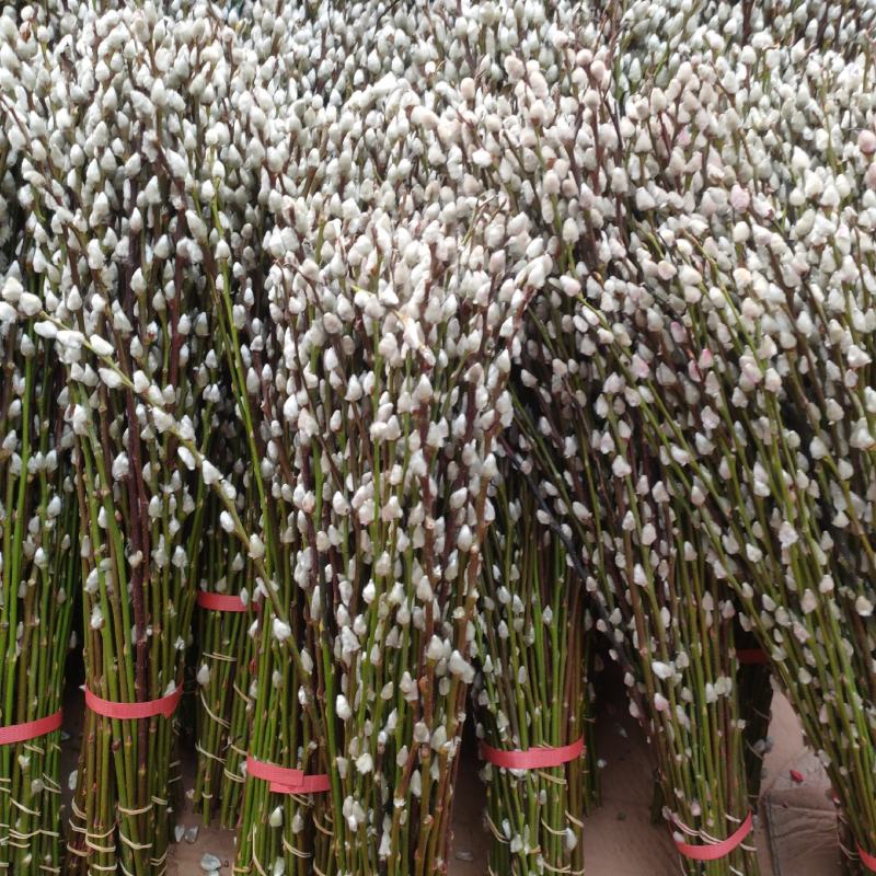 银柳真花鲜枝年宵花银柳干花易活植物柳枝耐寒水培花卉室内装