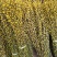 银柳真花鲜枝年宵花银柳干花易活植物柳枝耐寒水培花卉室内装