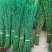 银柳真花鲜枝年宵花银柳干花易活植物柳枝耐寒水培花卉室内装