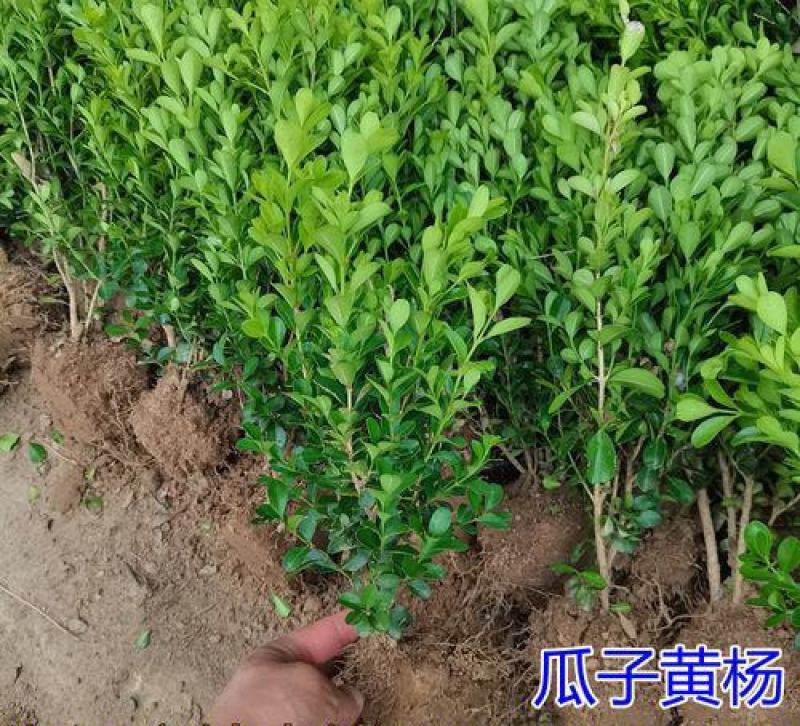 黄杨苗树苗黄杨球小叶黄杨瓜子黄杨小苗四季常青耐阴常绿庭院