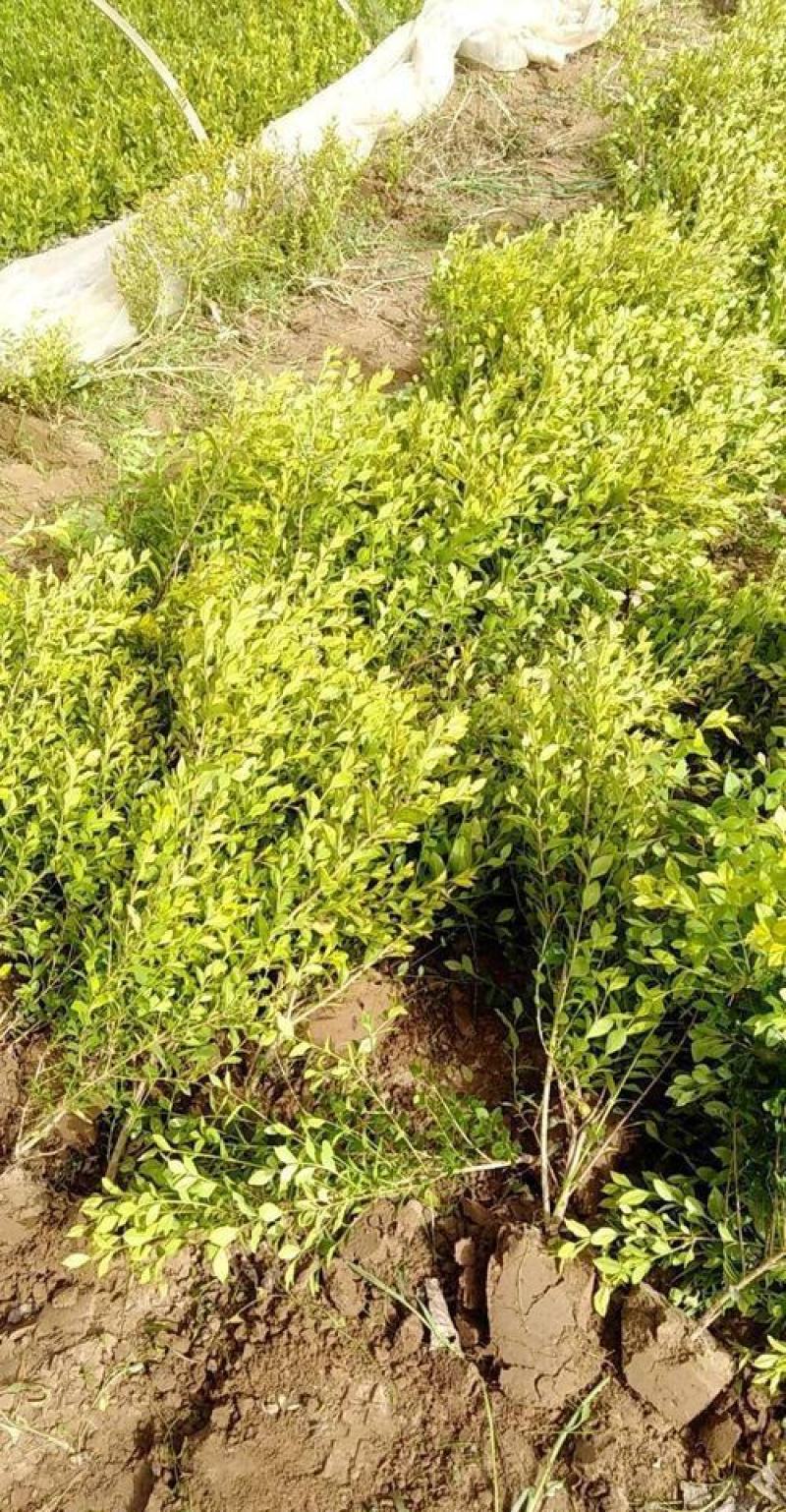 黄杨苗树苗黄杨球小叶黄杨瓜子黄杨小苗四季常青耐阴常绿庭院