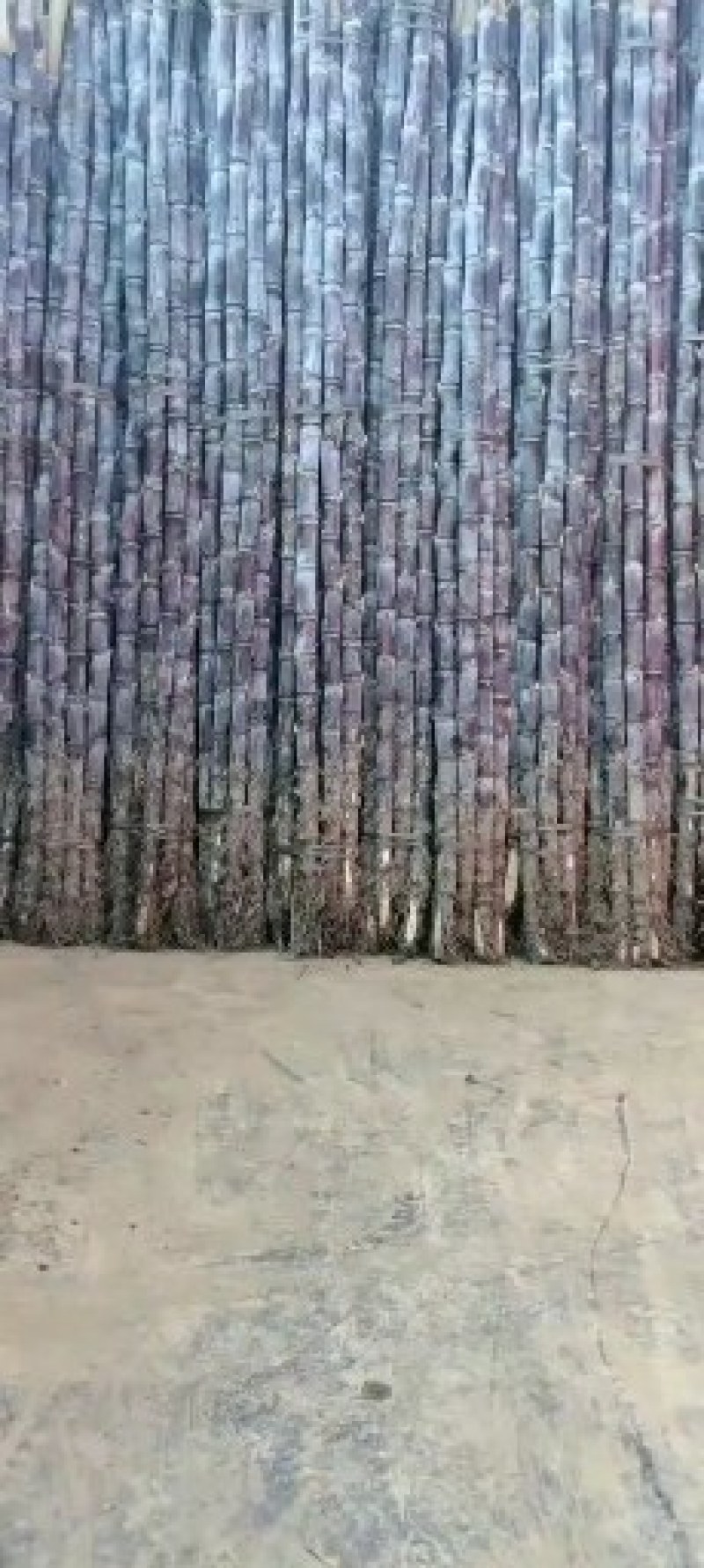 黑皮甘蔗