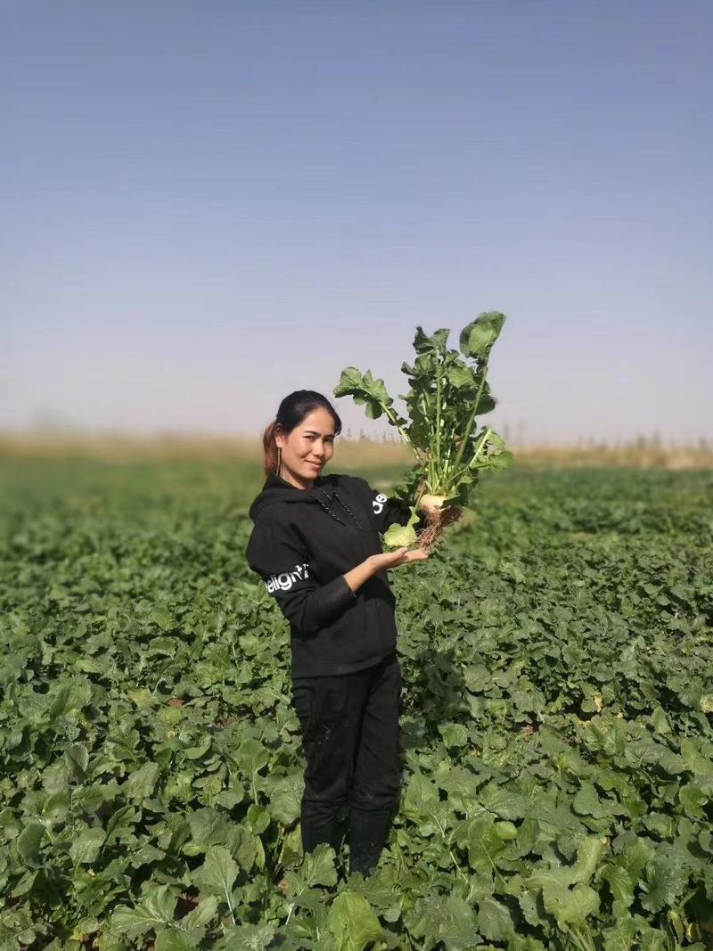 恰玛古新疆阿克苏柯坪县原产地发货包邮药食同源蔬菜
