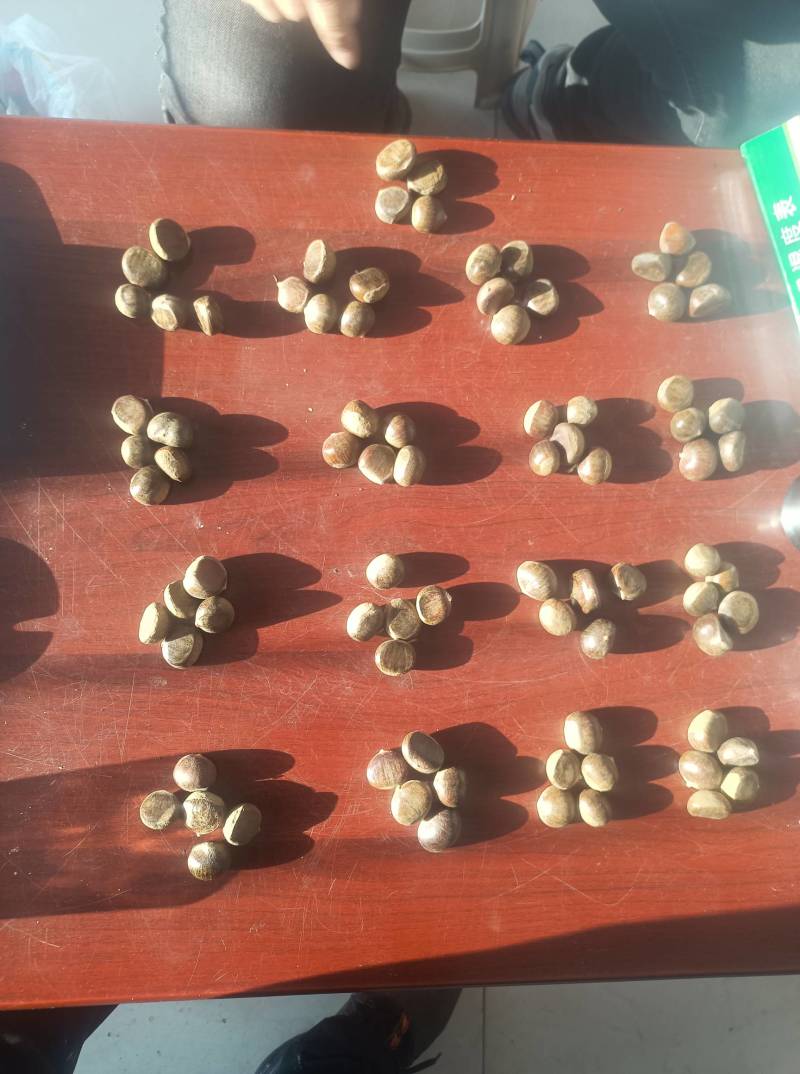 迁西板栗精品3113老树油栗一手货源