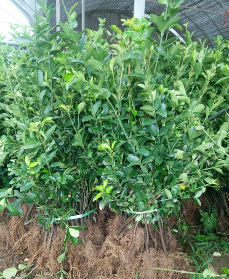 冬青苗冬青树耐寒耐热树苗冬青树苗篱笆苗围墙庭院绿化苗四季