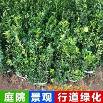冬青苗冬青树耐寒耐热树苗冬青树苗篱笆苗围墙庭院绿化苗四季
