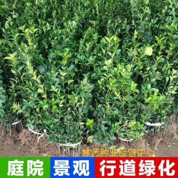冬青苗冬青树耐寒耐热树苗冬青树苗篱笆苗围墙庭院绿化苗四季
