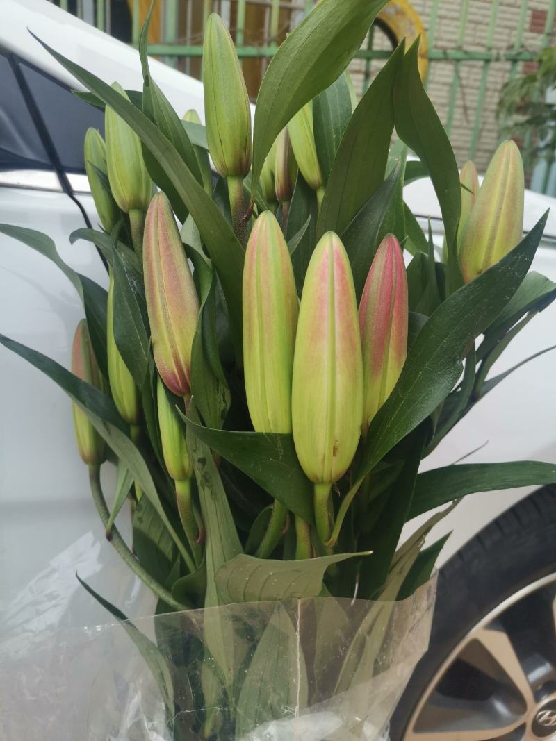 基地百合花，向日葵直销，