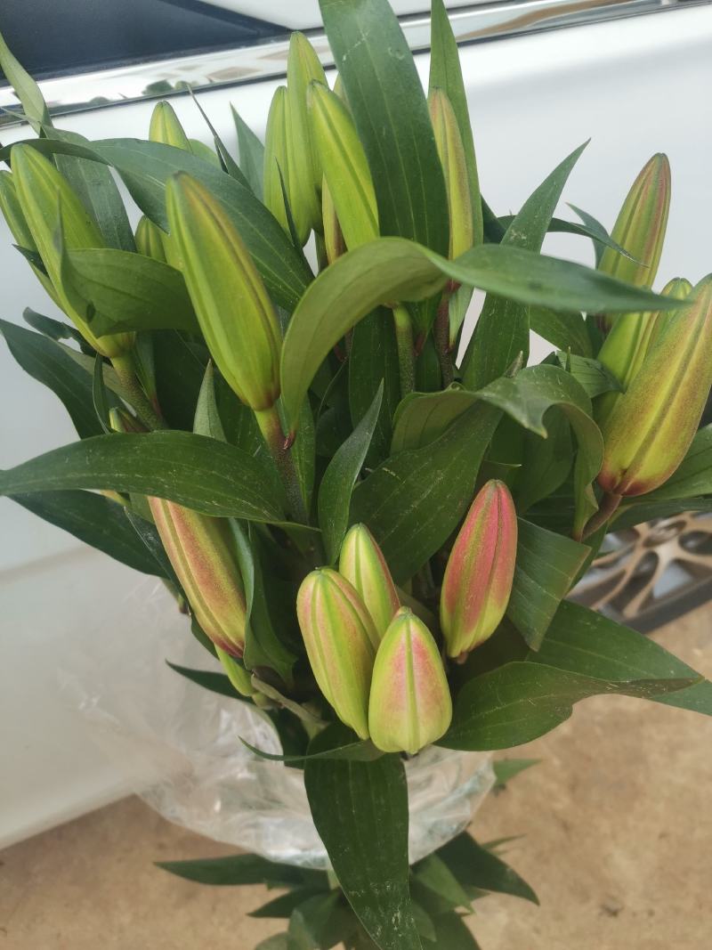 基地百合花，向日葵直销，