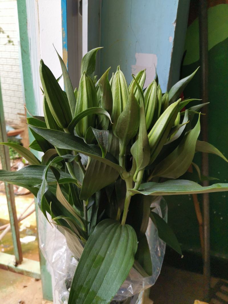 基地百合花，向日葵直销，