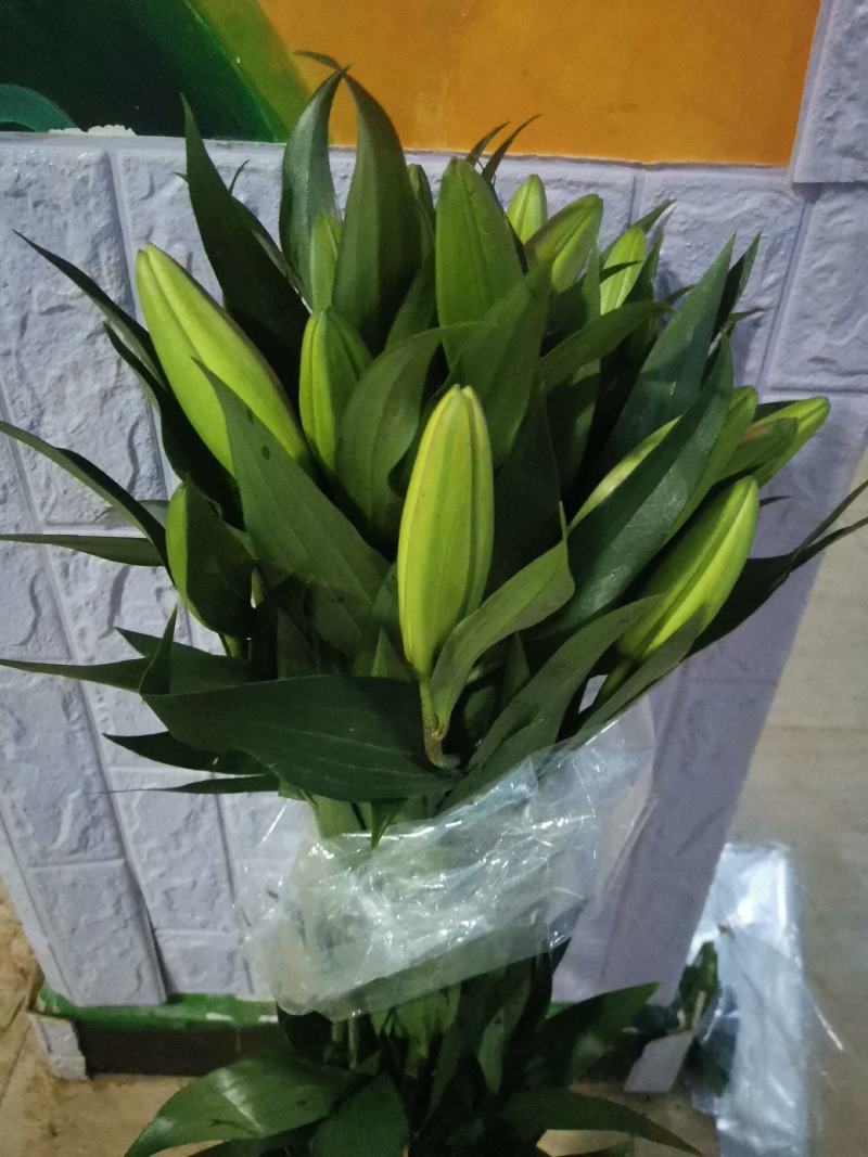 基地百合花，向日葵直销，