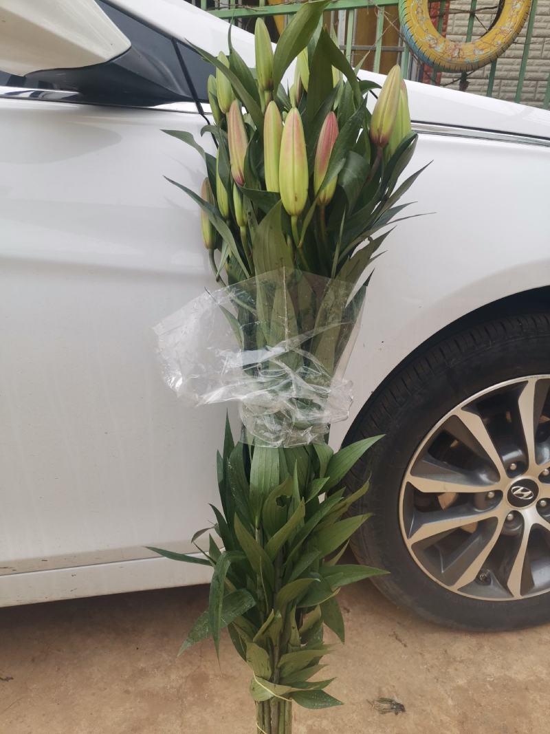 基地百合花，向日葵直销，