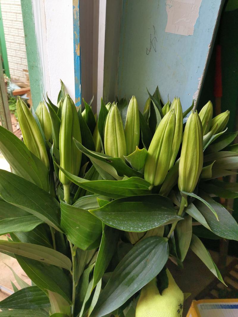 基地百合花，向日葵直销，