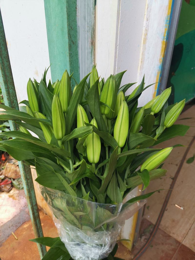 基地百合花，向日葵直销，
