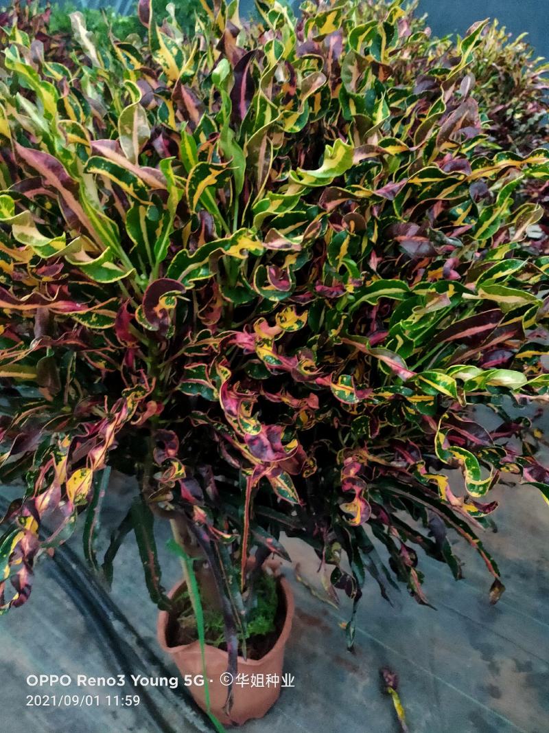洒金榕变色木盆栽七彩变叶木阳台绿植花卉净化空气盆栽室内外