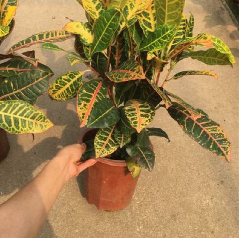 变色木七彩变色木树苗花卉室内外盆栽办公桌阳台庭院植物耐寒