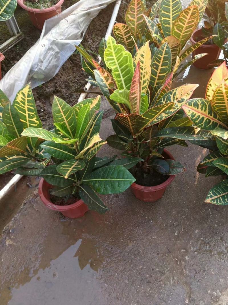 变色木七彩变色木树苗花卉室内外盆栽办公桌阳台庭院植物耐寒