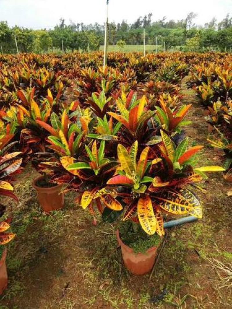 变色木七彩变色木树苗花卉室内外盆栽办公桌阳台庭院植物耐寒