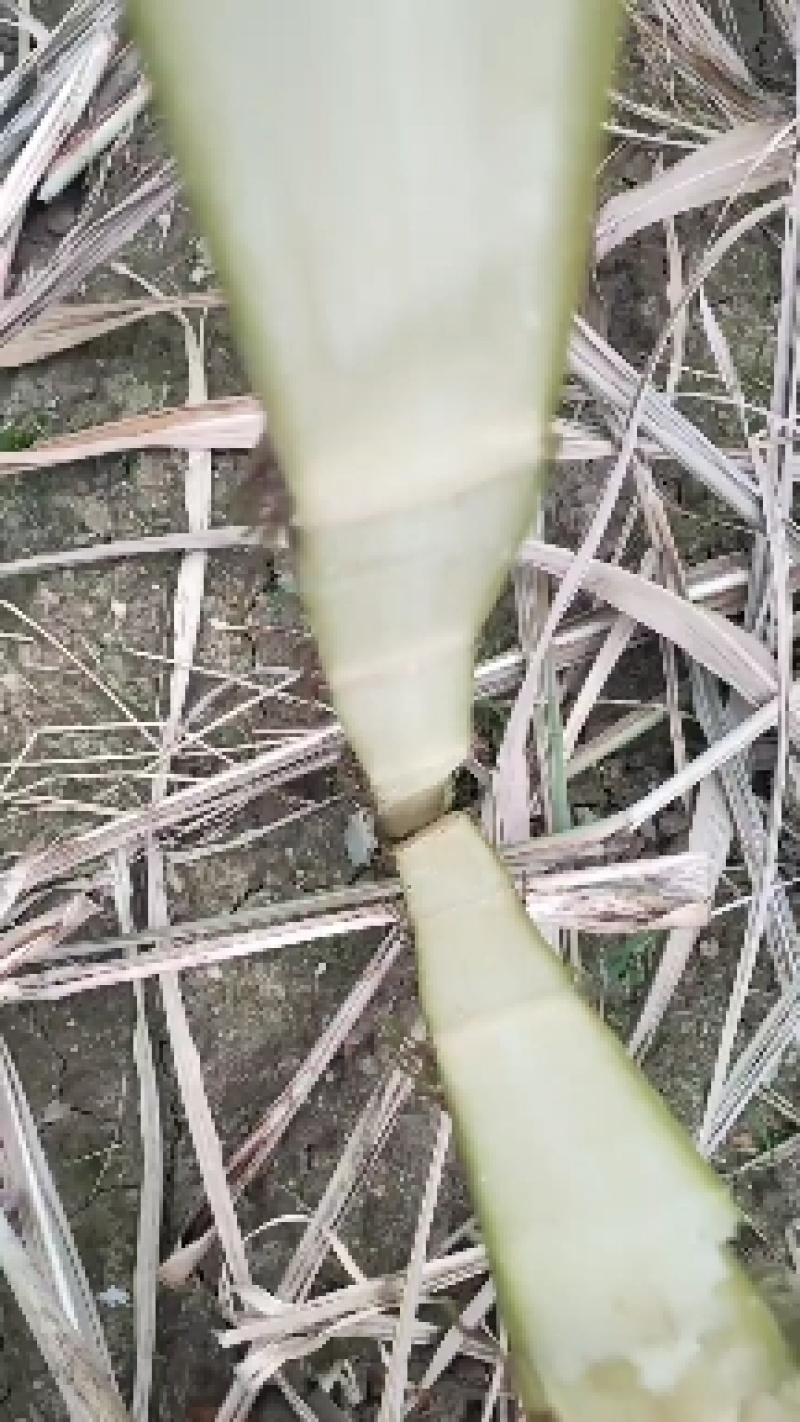 黄皮甘蔗黄皮果蔗自家种植，一年四季榨汁。