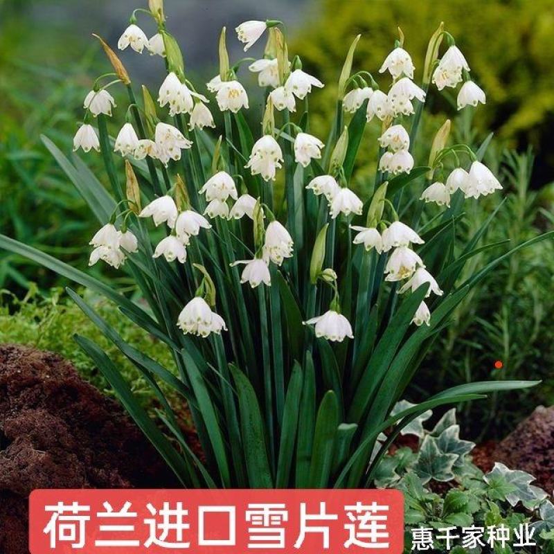 雪片莲种球雪滴花多年生庭院阳台地栽花卉植物耐寒易养活