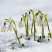 雪片莲种球雪滴花多年生庭院阳台地栽花卉植物耐寒易养活