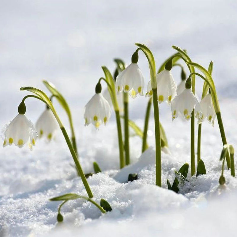 雪片莲种球雪滴花多年生庭院阳台地栽花卉植物耐寒易养活