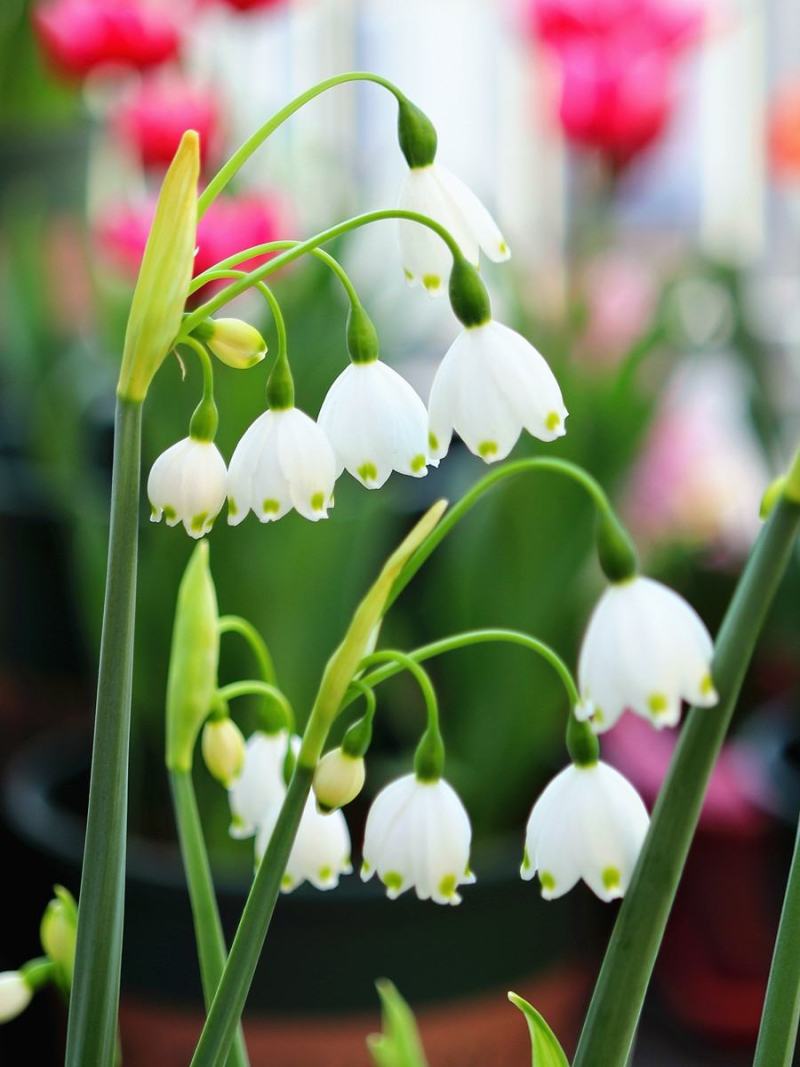 雪片莲种球雪滴花多年生庭院阳台地栽花卉植物耐寒易养活
