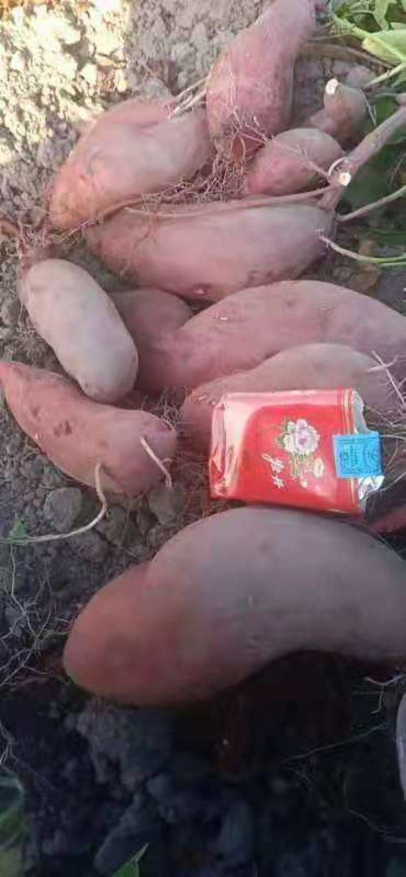 沙地半沙地大叶红西瓜红广薯87量大，品质好价格优