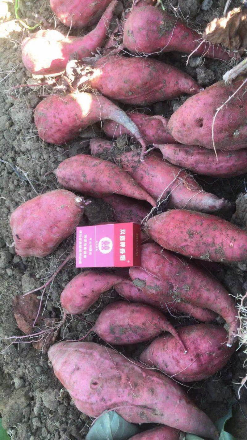 沙地半沙地大叶红西瓜红广薯87量大，品质好价格优